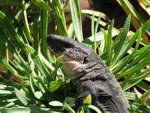 lagarto-gigante