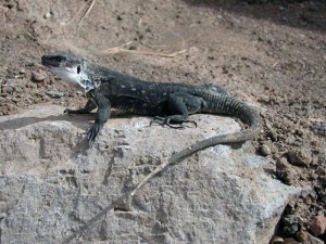 lagarto-gigante-de-la-gomera_0