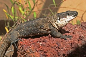 lagarto20de20la20gomera