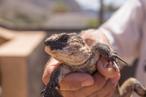 lagarto20gomero