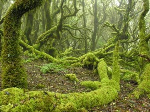 parque-nacional-de-garajonay-verd