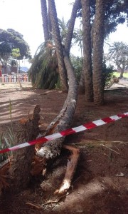 Palmera en el Parque de la Torre del Conde