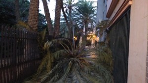 Palmera partida por efectos del viento en los aledaños del Parque de la Torre del Conde en La Gomera Foto: Gomeranoticais