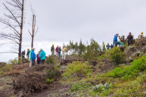 Replantación de árboles