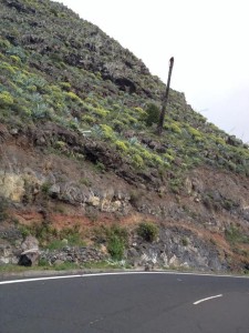 Tronco de Palmera en Valle Gran Rey