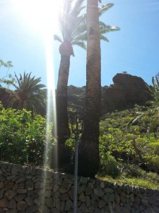 Tronco de palmera en Valle Gran Rey