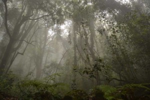 Foto www.turismososteniblelagomera.com