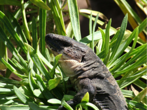 Lagarto Gigante de La Gomera 6