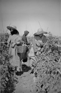 cultivo-del-tomate-en-la-gomera