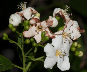 Flor y semillas del árbol (archivo)