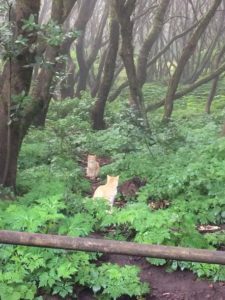 Gatos en La Laguna Grande