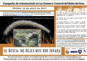 campaña rabo de gato