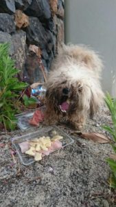 Perro abandonado en Tamargada este fin de semana