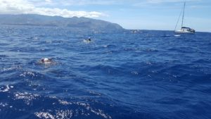 Travesía a Nado a La Gomera Foto GRD Mar de Las Calmas