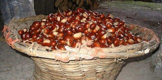 La Asociación Iballa de San Sebastián organiza la Fiesta de la Castaña