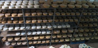 Unos 60 quesos canarios participan en el concurso internacional World Cheese Awards 2015