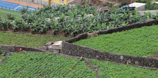 Aprobada ordenanza bases subvenciones a los sectores agrícolas, ganaderos y pesqueros de la isla