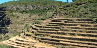 El Cabildo concede treinta y dos licencias para los huertos sociales
