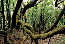Manifiesto de la Comunidad Científica en respuesta al Incendio de La Gomera: Razones para que no se vuelva a repetir