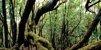 El Cabildo acoge este viernes una jornada dedicada a la laurisilva