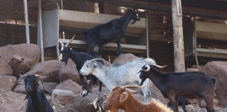 Este viernes se inaugura la Feria Insular de Ganadería de La Gomera