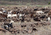 La Oficina del Gobierno informa de ayudas a la producción vegetal y animal