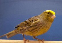 La Asociación Ornitológica ‘Garajonay’ expone casi 300 pájaros el próximo fin de semana en La Gomera