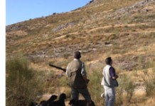 La Sociedad de Cazadores La Laurisilva considera que el Cabildo parece «un tanto aletargado y despistado» sobre el anteproyeto de Ley de Caza