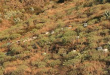 La Oficina del Gobierno en La Gomera informa de ayudas a la innovación de las Pymes