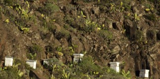 El Gobierno de Canarias concede subvenciones a la apicultura por 122.000 euros