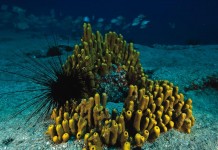 Cabildo de La Gomera y Cofradías de Pescadores desarrollan unas jornadas para buscar alternativas en el sector acuícola