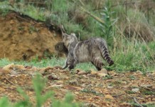 El Cabildo de La Gomera mejora el protocolo de eliminación de animales asilvestrados en espacios naturales protegidos