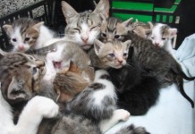 El Cabildo Insular inicia mañana el protocolo de eliminación de animales asilvestrados en La Gomera