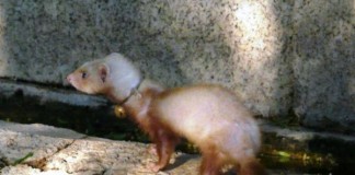 El Gobierno de Canarias inicia una campaña sobre las amenazas por la presencia de hurones en La Gomera