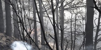 Cruz Roja en La Gomera organiza actividad de sensibilización ambiental sobre la problemática de los incendios forestales
