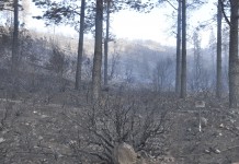 Situación estacionaria del incendio de La Gomera pero aún no se puede hablar de «control a corto plazo»