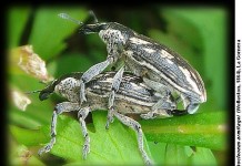 El Cabildo de La Gomera colabora en el VII Congreso Internacional de Entomología del Instituto Curculio