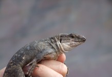 El Cabildo gestiona la reproducción y suelta del Lagarto Gigante de La Gomera con 326 ejemplares en cautividad