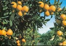 El Cabildo encarga 2.320 árboles frutales a precios asequibles para impulsar la agricultura