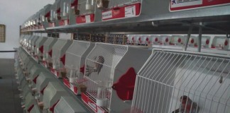 Ya se encuentra abierta la VIII edición de Canaricultura de La Gomera