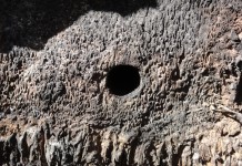 La Unidad de Medio Ambiente del Cabildo abre una investigación por la muerte de 44 palmeras canarias en Valle Gran Rey