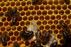 panal-de-abejas