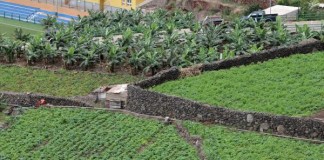 El Cabildo destina 470 mil euros a incentivos para el sector primario de La Gomera