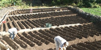 El Cabildo de La Gomera abre el plazo para solicitar las subvenciones del sector primario