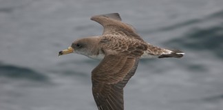 El Cabildo gomero recoge más de doscientas cincuenta pardelas