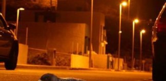 Iniciativa por La Gomera (IxLG) lamenta la falta de control y de responsabilidad del Cabildo en la protección de la pardela cenicienta