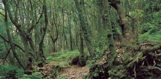 El Cabildo avanza en la transferencia del Parque Nacional de Garajonay