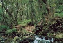 Tagaragunche denuncia la grave situación del Parque Nacional de Garajonay ante los recortes del Gobierno de Canarias
