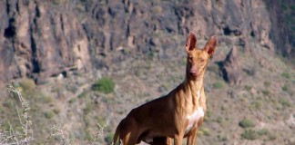 El Cabildo de La Gomera abre dos campos de entrenamientos de caza en la Isla