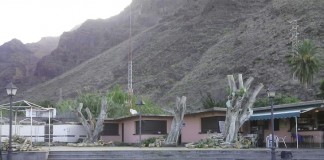 El Partido Popular rechaza la poda radical que se ha realizado a los árboles de la Plaza del Mercadillo de Valle Gran Rey